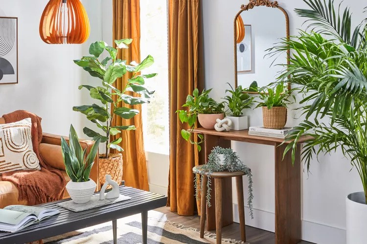 A living room arranged with several green accent plants in an effort to add a pop of color as a budget home renovation.